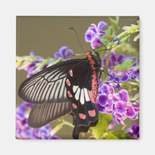 SE Asia, Thailand, Doi Inthanon, Papilio Magnet