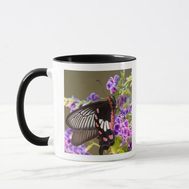 SE Asia, Thailand, Doi Inthanon, Papilio Mug (Left)
