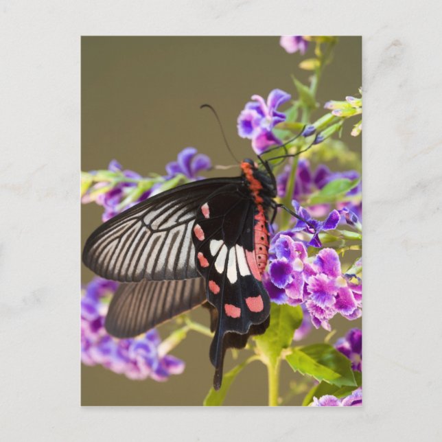 SE Asia, Thailand, Doi Inthanon, Papilio Postcard (Front)