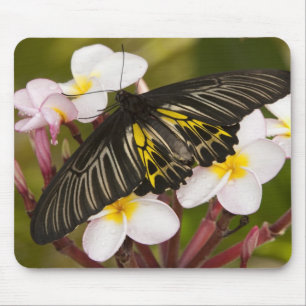 SE Asia, Thailand, Khon Kaen Mouse Pad