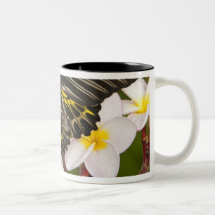 SE Asia, Thailand, Khon Kaen Two-Tone Coffee Mug