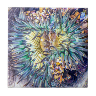 Sea Anemone Ceramic Tile