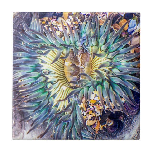 Sea Anemone Ceramic Tile (Front)