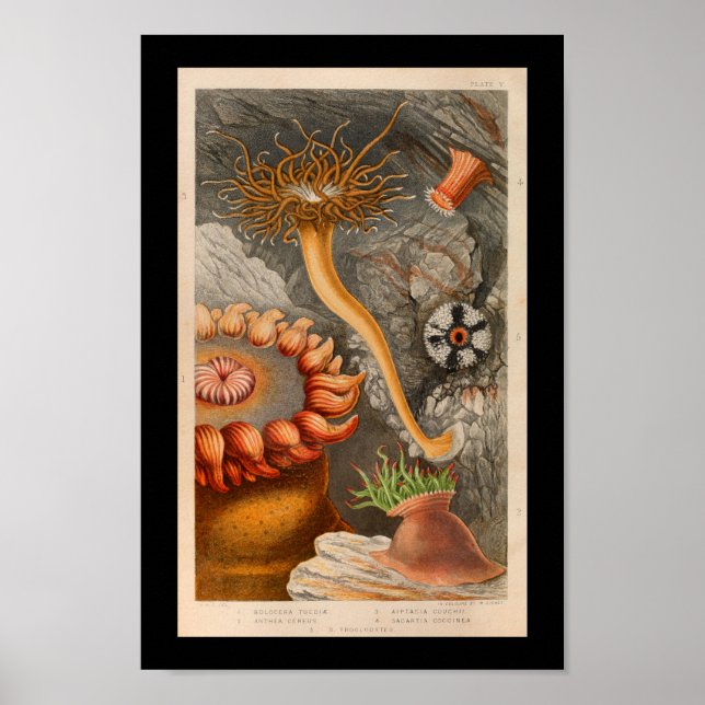 Sea Anemone Marine Life Colour Art Print (Front)