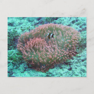 Sea Anemone Postcard