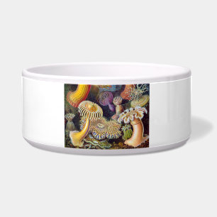 Sea Anemone Scientific Nature Ocean