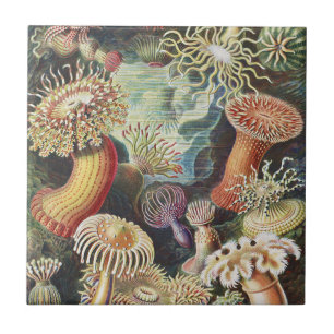 Sea Anemone Scientific Nature Ocean Ceramic Tile