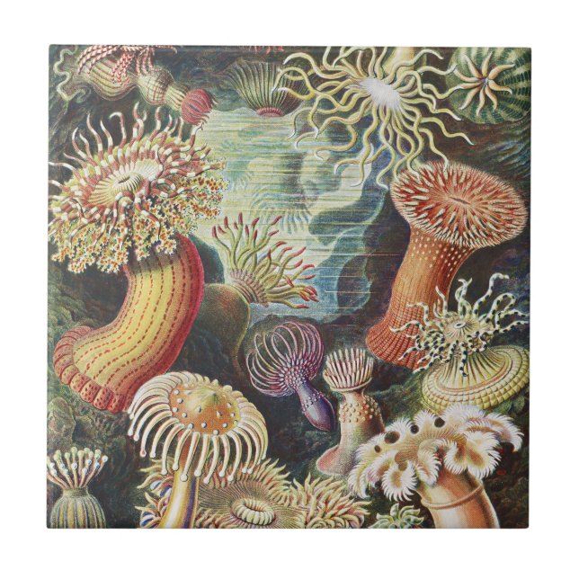 Sea Anemone Scientific Nature Ocean Ceramic Tile (Front)