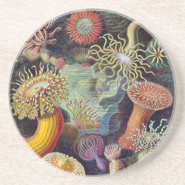 Sea Anemone Scientific Nature Ocean Coaster (Front)