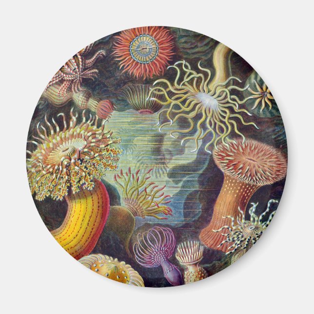 Sea Anemone Scientific Nature Ocean Magnet (Front)