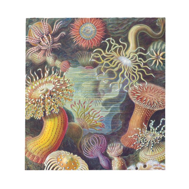 Sea Anemone Scientific Nature Ocean Notepad (Front)