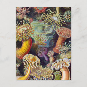 Sea Anemone Scientific Nature Ocean Postcard