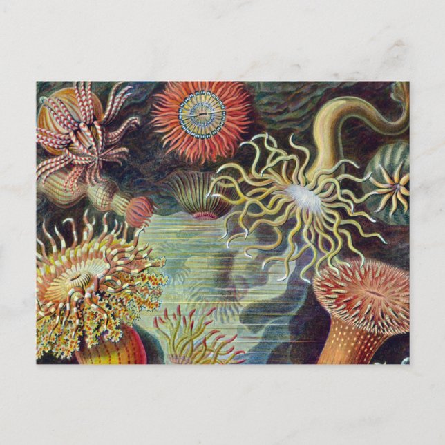 Sea Anemone Scientific Nature Ocean Postcard (Front)