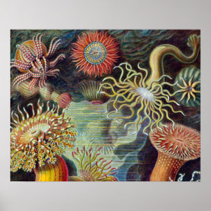 Sea Anemone Scientific Nature Ocean Poster