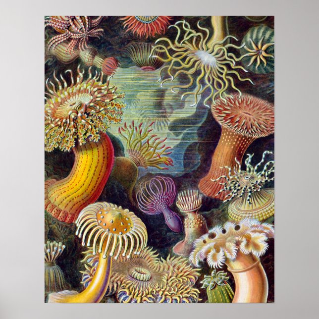 Sea Anemone Scientific Nature Ocean Poster (Front)