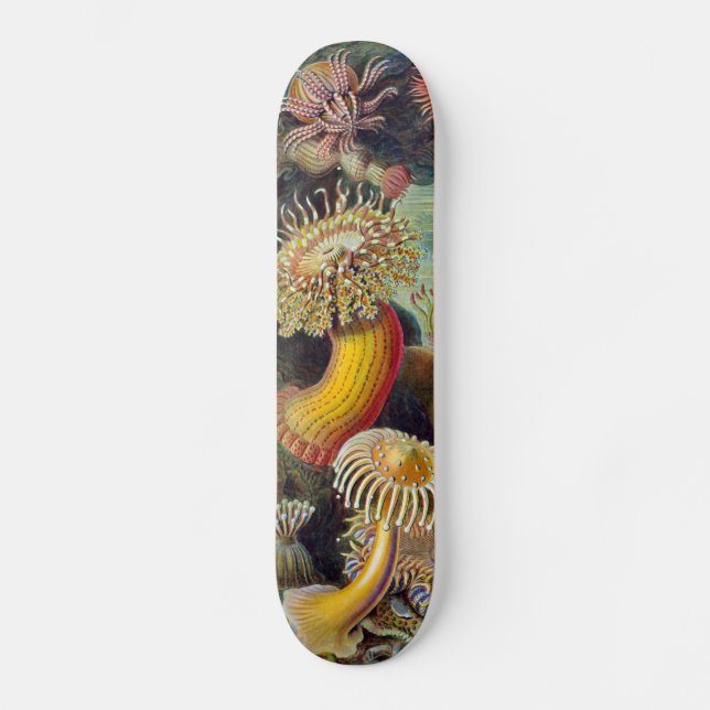 Sea Anemone Scientific Nature Ocean Skateboard (Front)