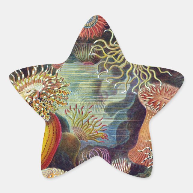 Sea Anemone Scientific Nature Ocean Star Sticker (Front)