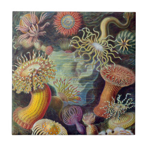 Sea Anemone Scientific Nature Ocean Tile