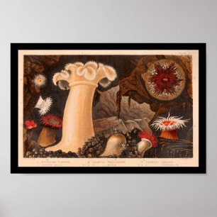 Sea Anemone Vintage Marine Life Art print