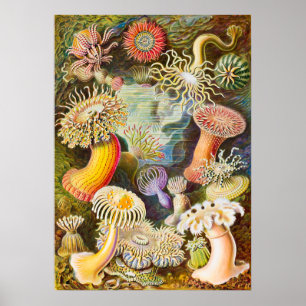 Sea Anemones, 1904 by Haeckel Poster