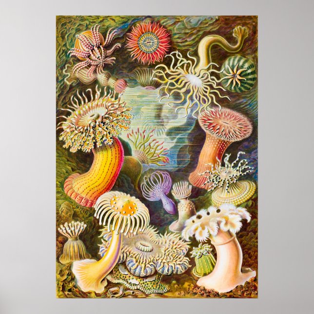 Sea Anemones, 1904 by Haeckel Poster (Front)