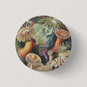 Sea Anemones, Actiniae Seeanemonen Ernst Haeckel 3 Cm Round Badge