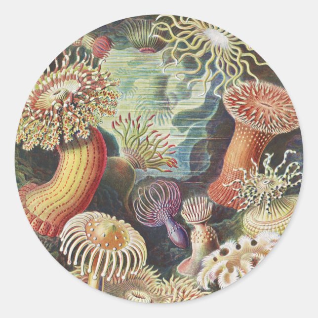 Sea Anemones, Actiniae Seeanemonen Ernst Haeckel Classic Round Sticker (Front)