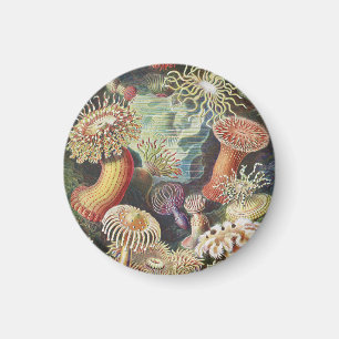 Sea Anemones, Actiniae Seeanemonen Ernst Haeckel Magnet