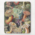 Sea Anemones, Actiniae Seeanemonen Ernst Haeckel