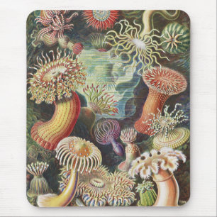 Sea Anemones, Actiniae Seeanemonen Ernst Haeckel Mouse Pad