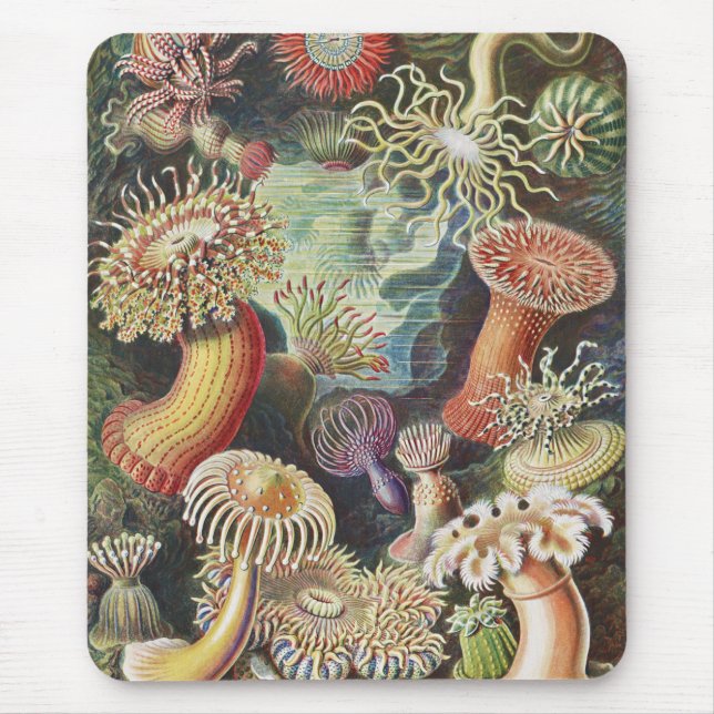 Sea Anemones, Actiniae Seeanemonen Ernst Haeckel Mouse Pad (Front)