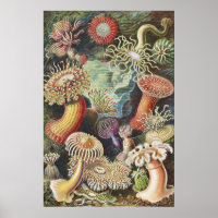 Sea Anemones, Actiniae Seeanemonen Ernst Haeckel