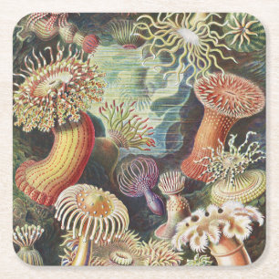 Sea Anemones, Actiniae Seeanemonen Ernst Haeckel Square Paper Coaster