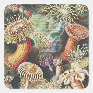 Sea Anemones, Actiniae Seeanemonen Ernst Haeckel Square Sticker