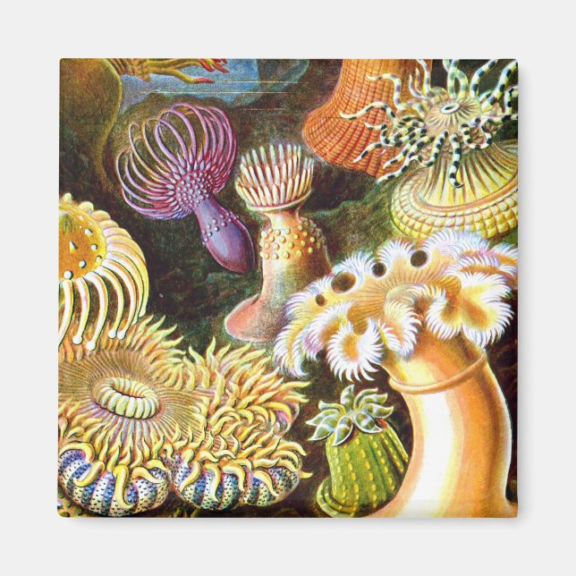 Sea Anemones Ernst Haeckel Fine Art Magnet (Front)