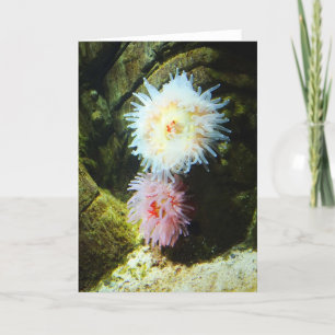 Sea anemones holiday card
