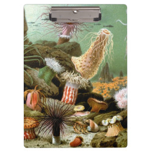 Sea Anemones Marine Life, Vintage Ocean Animals Clipboard