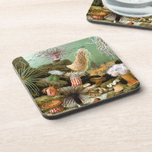 Sea Anemones Marine Life, Vintage Ocean Animals Coaster