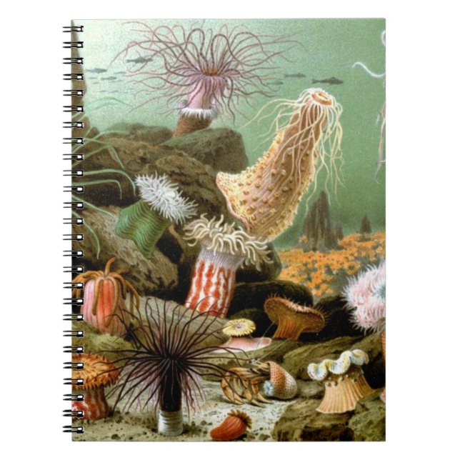Sea Anemones Marine Life, Vintage Ocean Animals Notebook (Front)