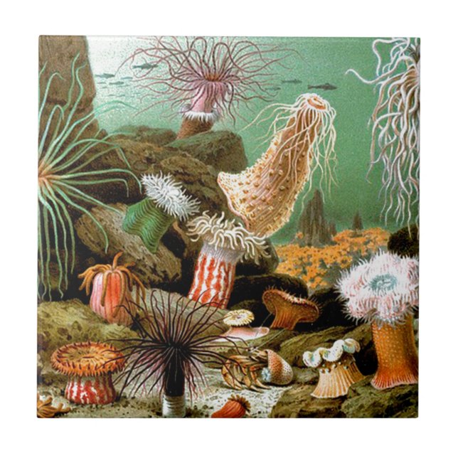 Sea anemones underwater scene ceramic tile (Front)