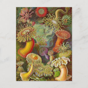 Sea Anemones Vintage Illustration Postcard