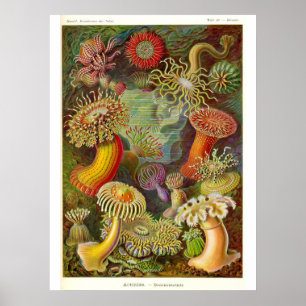 Sea Anemones Vintage Illustration Poster