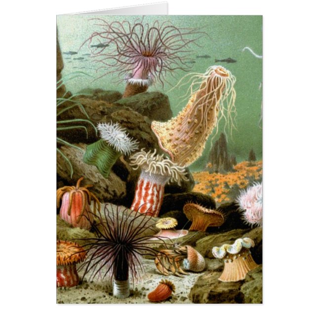 Sea Anemones, Vintage Marine Life Ocean Animals (Front)