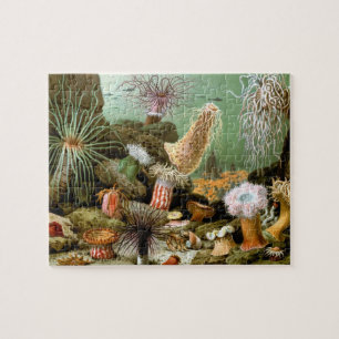 Sea Anemones, Vintage Marine Life Ocean Animals Jigsaw Puzzle