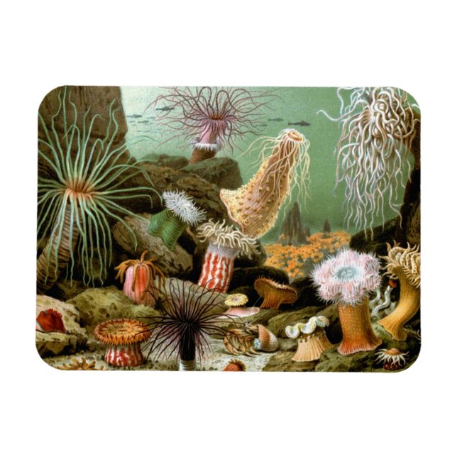 Sea Anemones, Vintage Marine Life Ocean Animals Magnet (Horizontal)