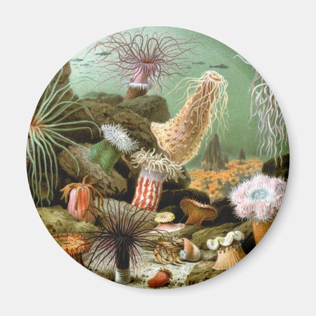 Sea Anemones, Vintage Marine Life Ocean Animals Magnet (Front)