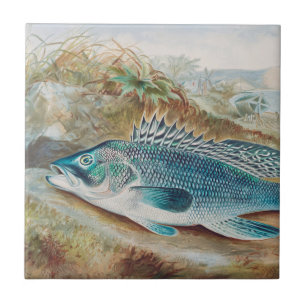 Sea Bass by S.A. Kilbourne, Vintage Fish Ceramic Tile