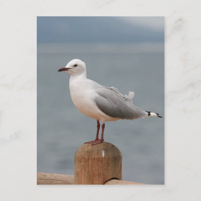 sea bird postcard (Front)