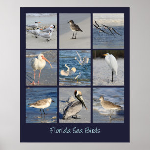 Sea Birds of Florida Photos Poster