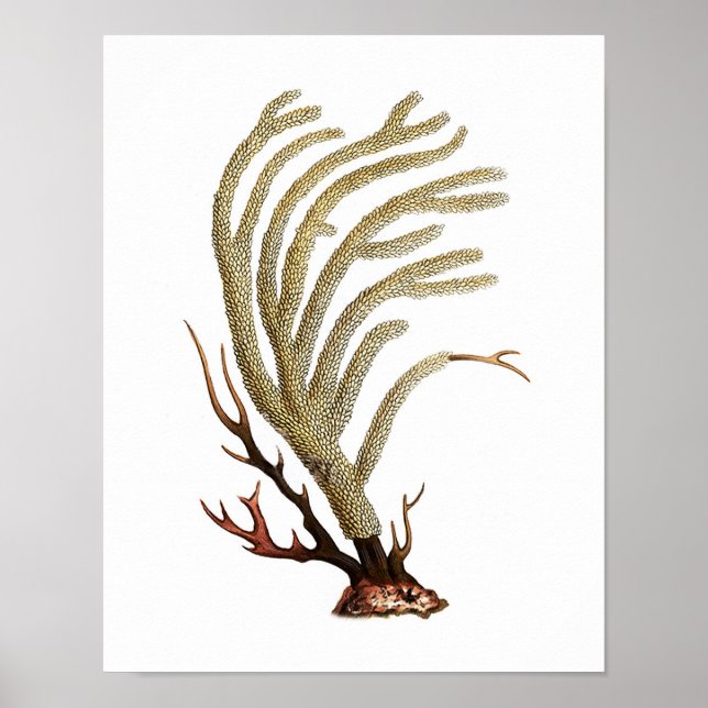 Sea Coral No.2 Antique Natural History Print (Front)
